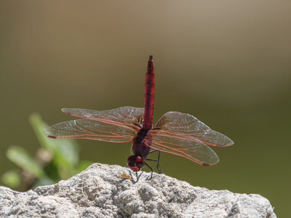 Vibrant Red Dragonfly Perch