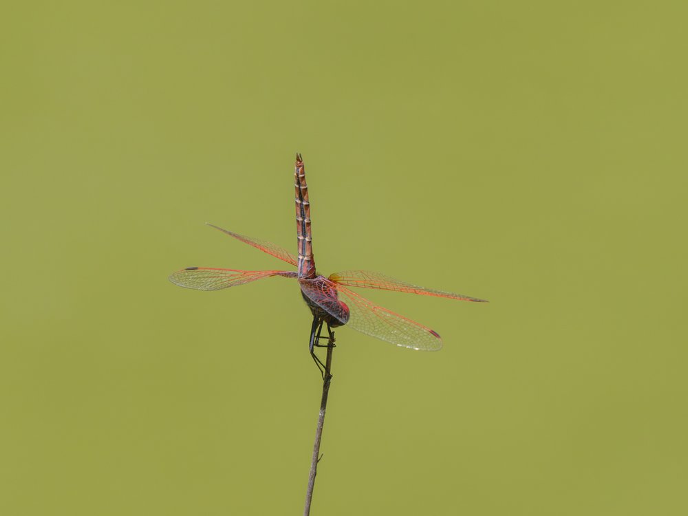 Elegant Green Dragonfly