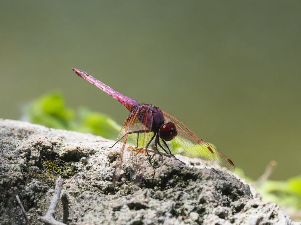 Resting Purple Dragonfly