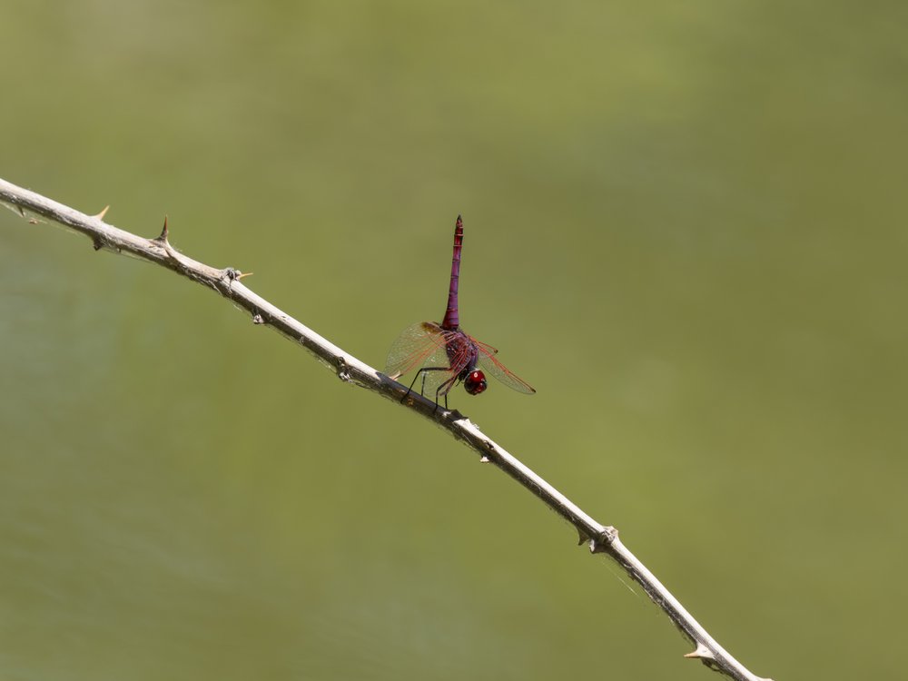 Red Dragonfly on Branch