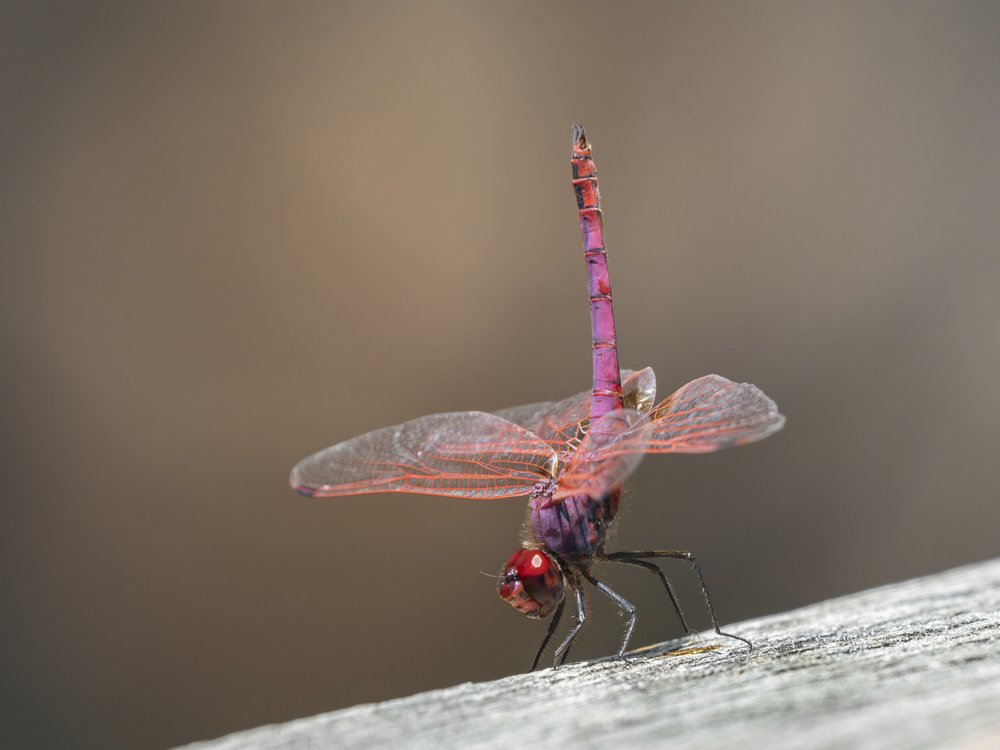 Vibrant Red Dragonfly