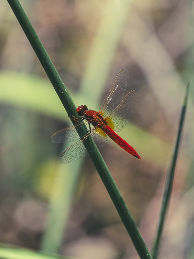 Vibrant Red Dragonfly