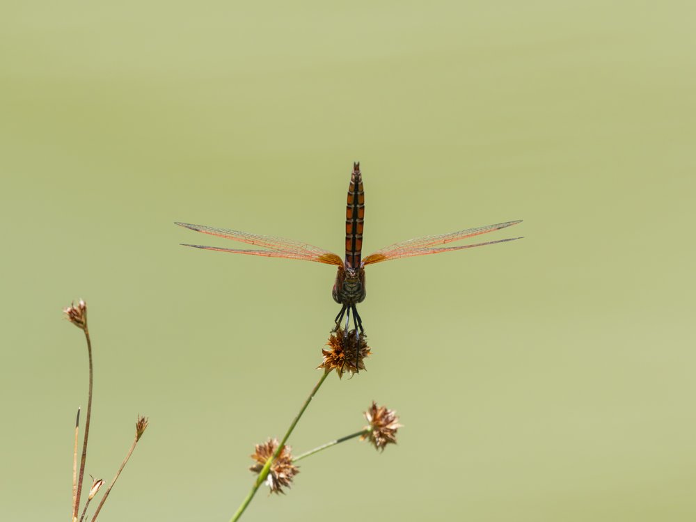 Red Dragonfly