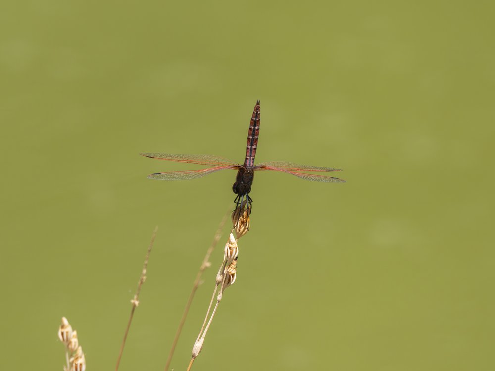 Graceful Dragonfly Perched
