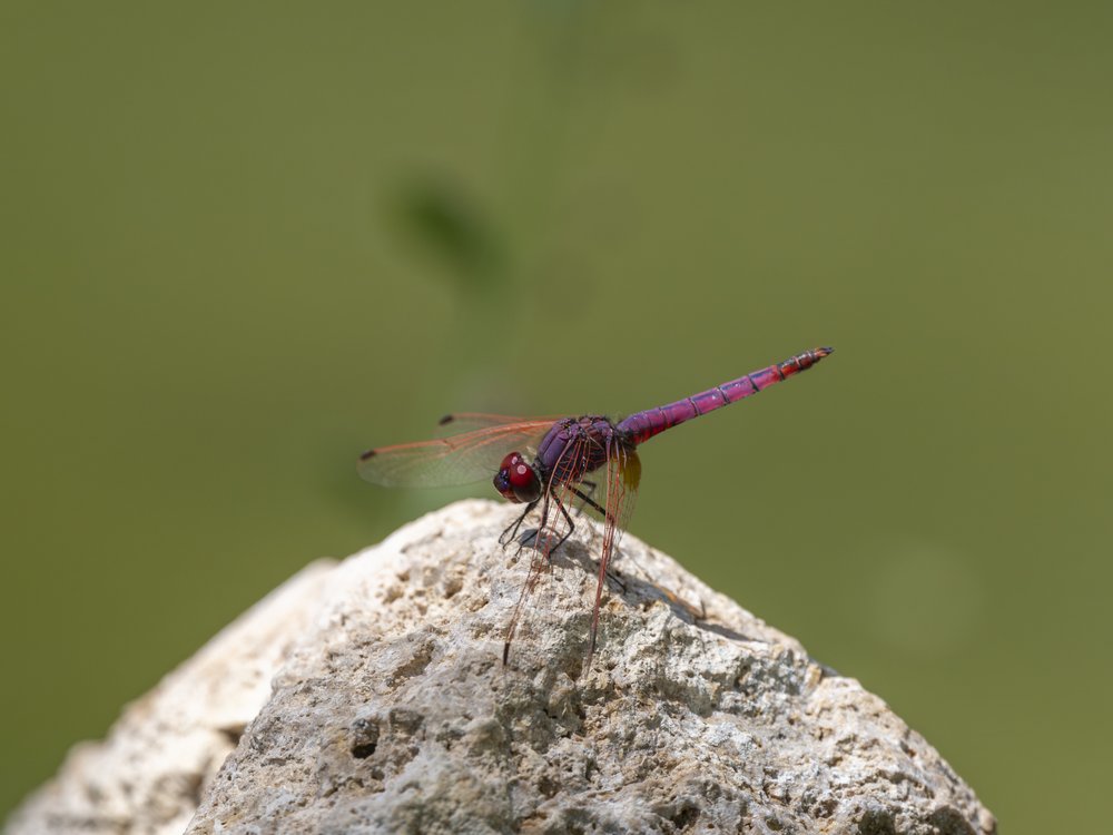 Purple Dragonfly On Rock