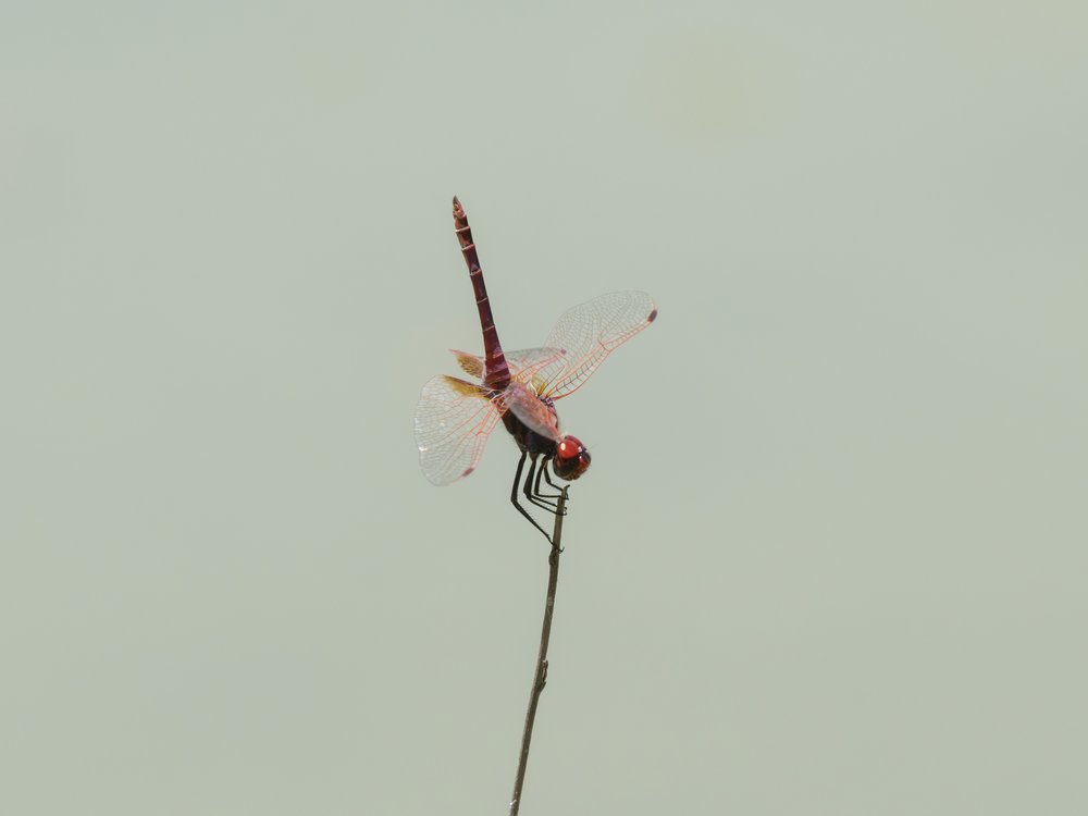 Ruby Red Dragonfly