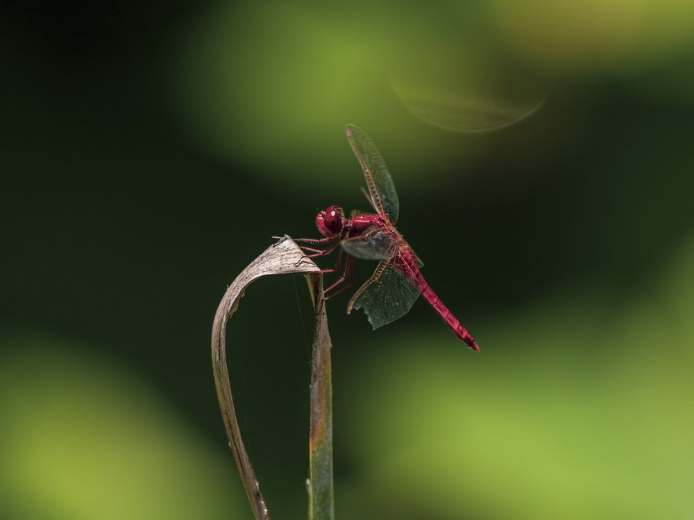 Red Dragonfly Perched