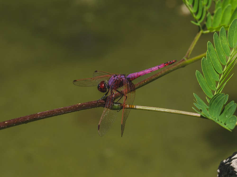 Vibrant Purple Dragonfly