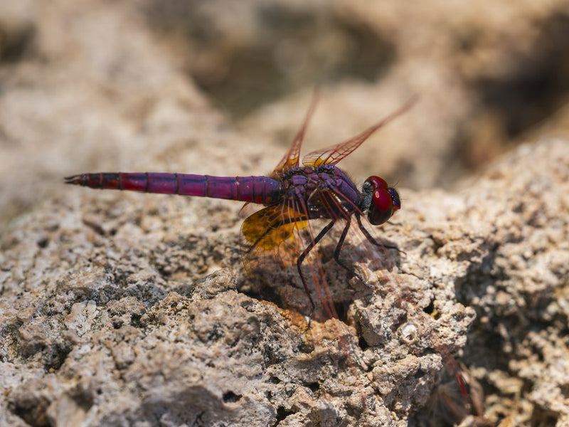 Purple Dragonfly on Rock