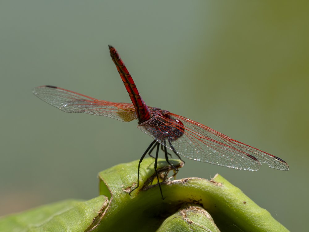 Vibrant Red Dragonfly Perched