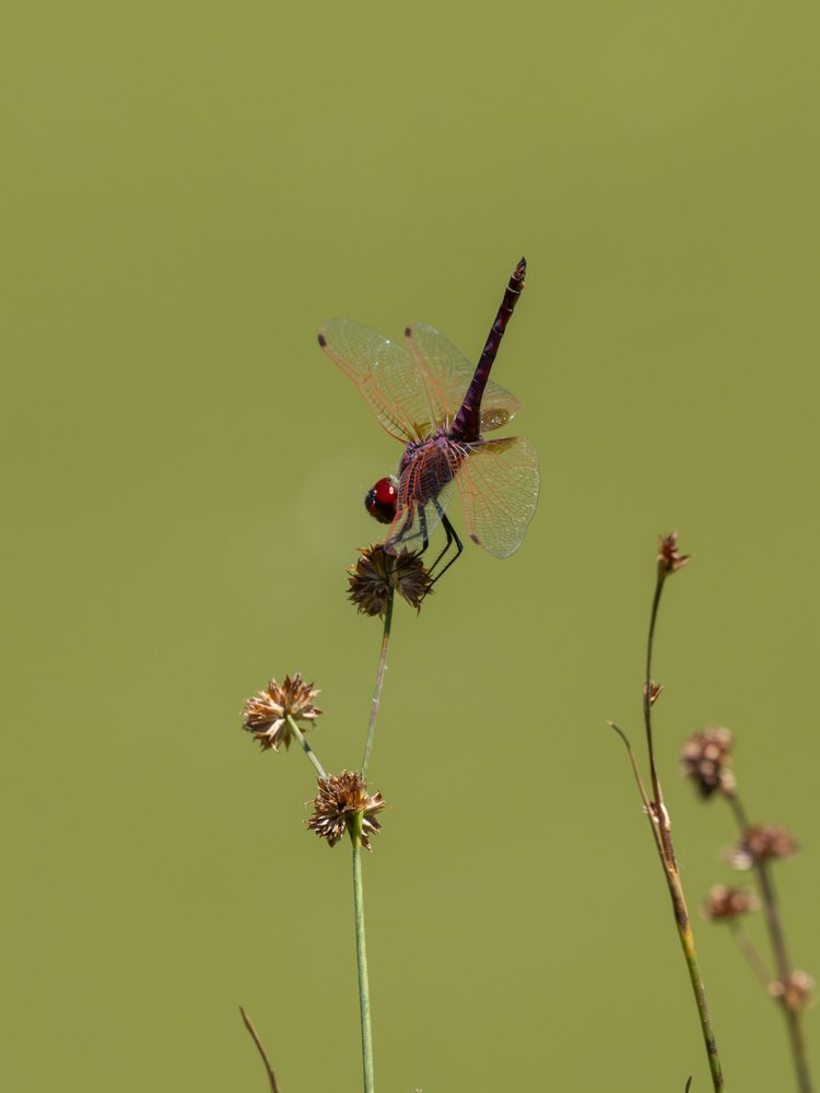 Crimson Dragonfly Stillness