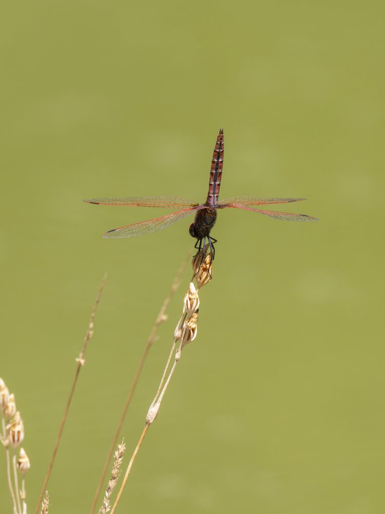 Red Dragonfly