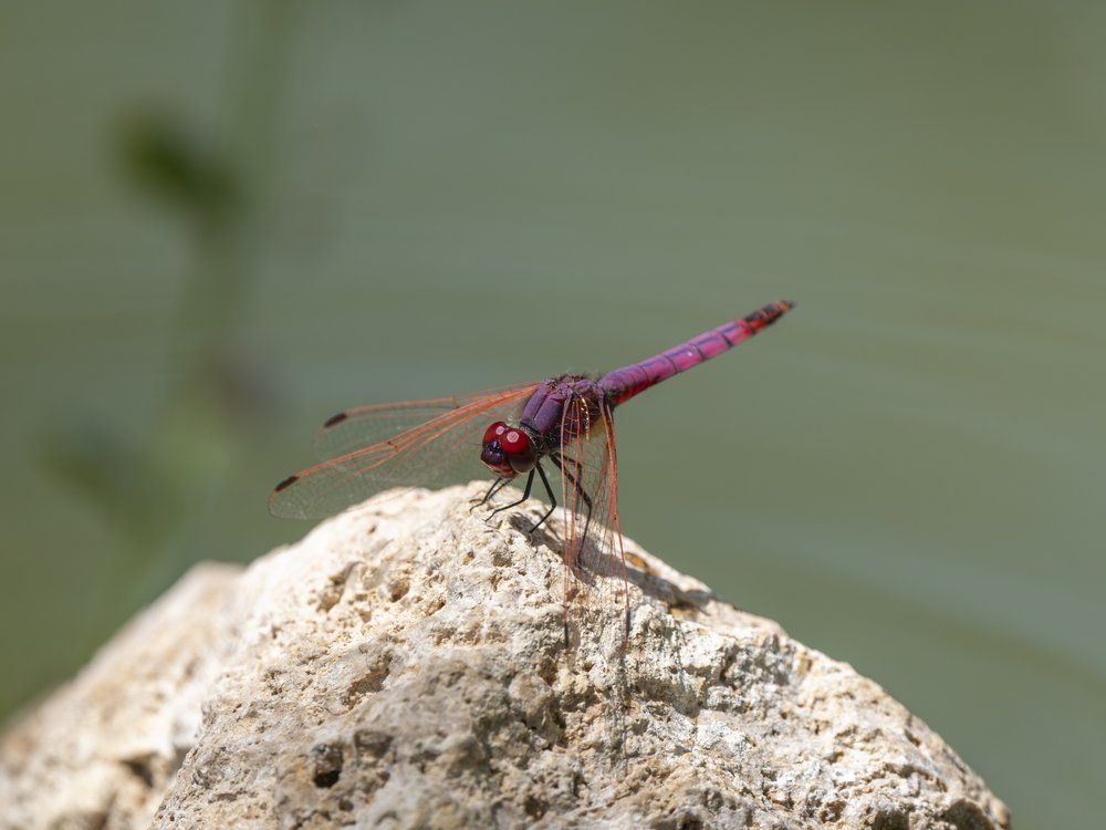 Purple Dragonfly On Rock