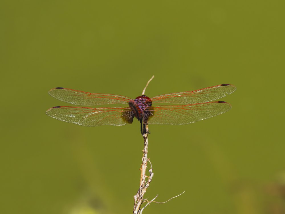 Vibrant Dragonfly Perched