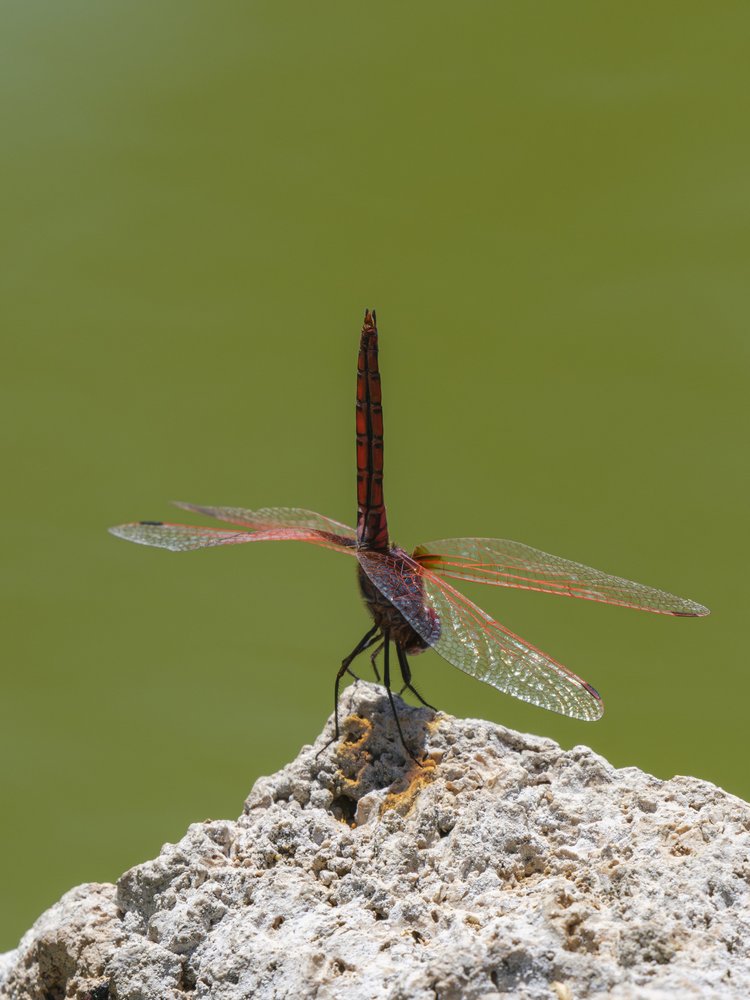 Vibrant Red Dragonfly