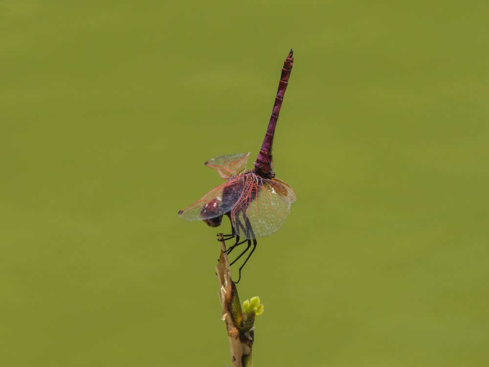 Elegant Purple Dragonfly