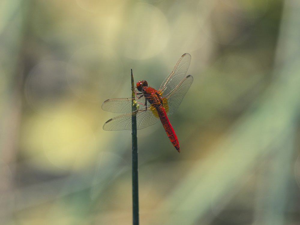 Vibrant Red Dragonfly