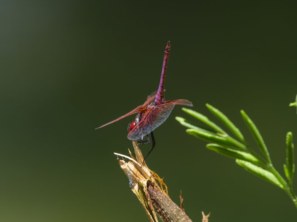 Ruby Red Dragonfly