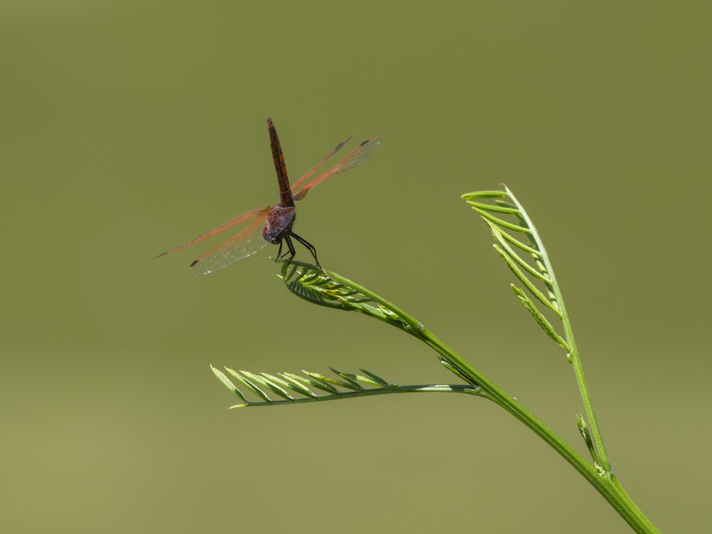 Crimson Dragonfly Perch