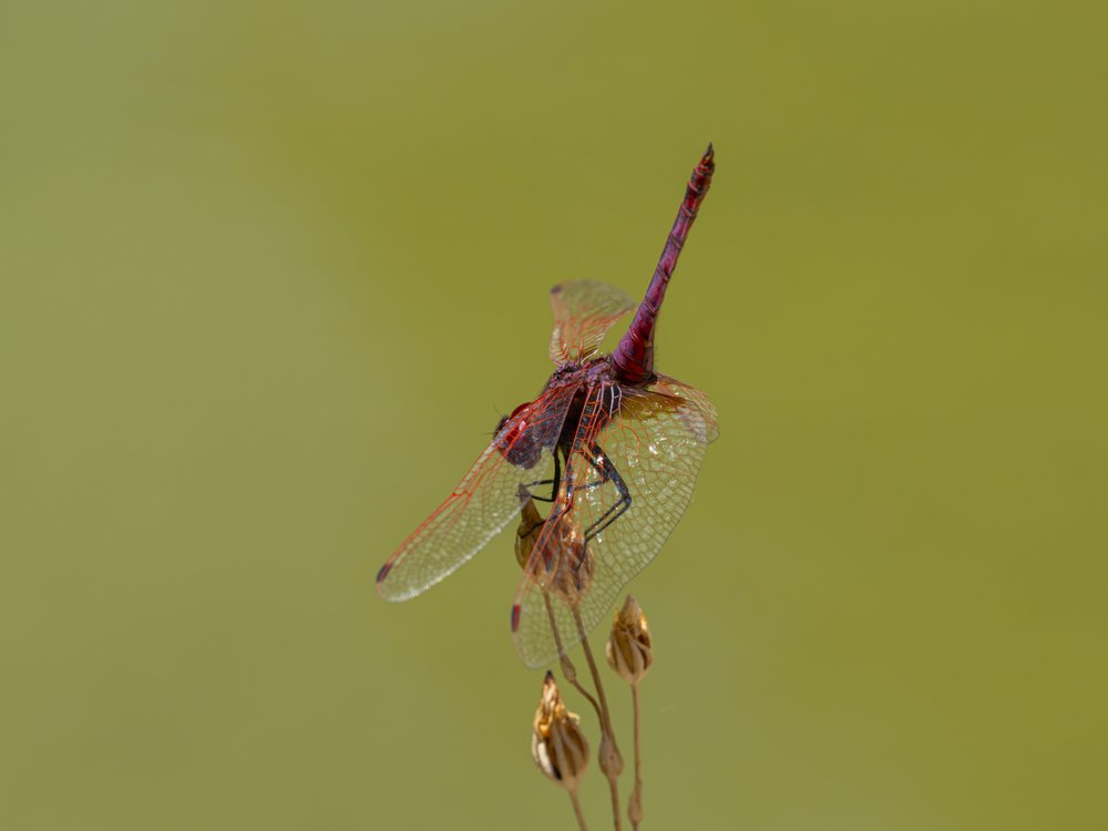 Vivid Red Dragonfly