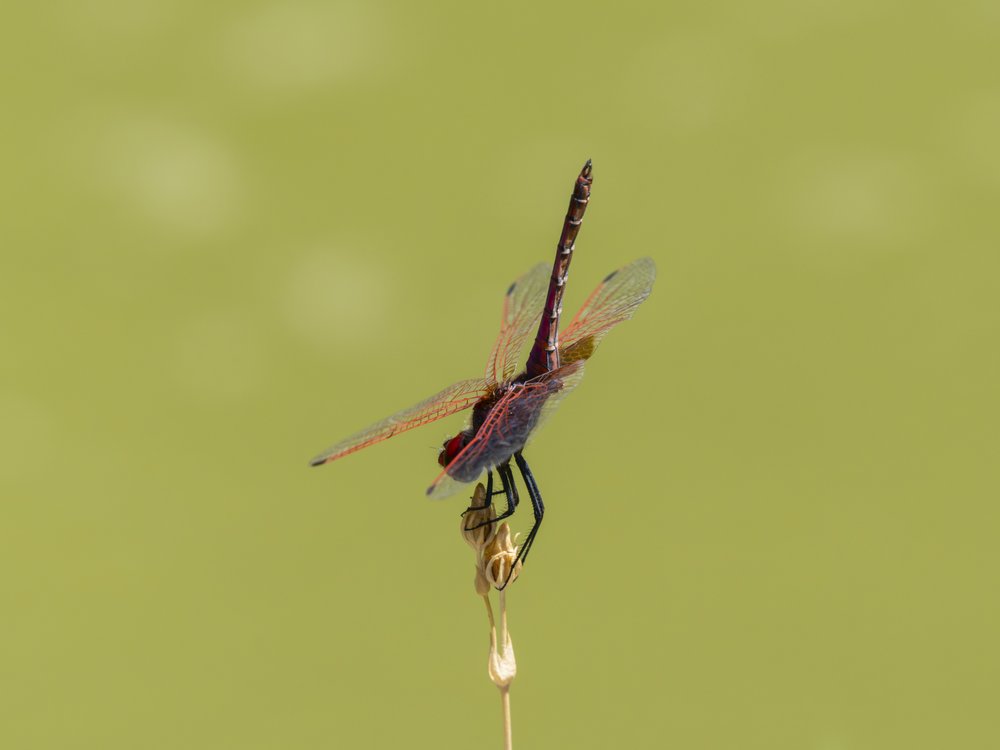 Vibrant Dragonfly Perched