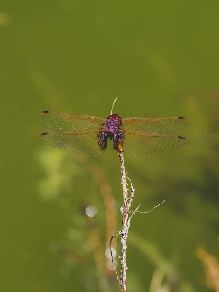 Vibrant Purple Dragonfly Perch