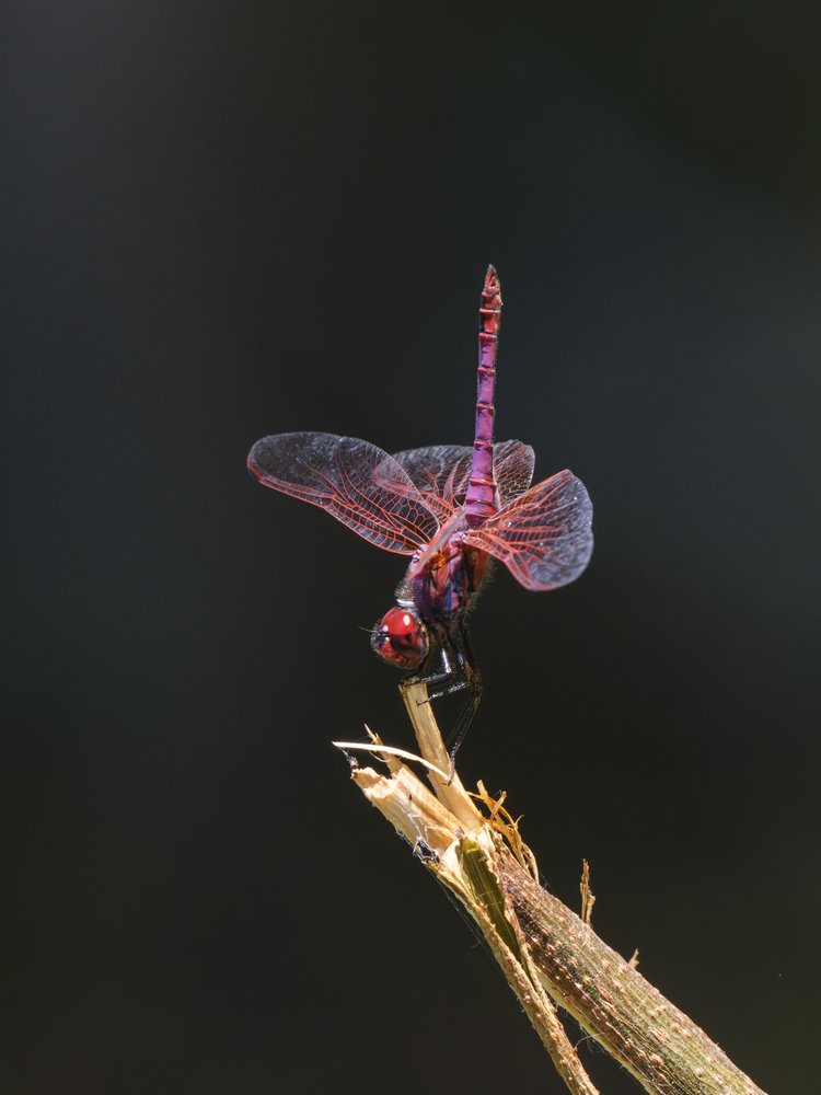 Vibrant Purple Dragonfly
