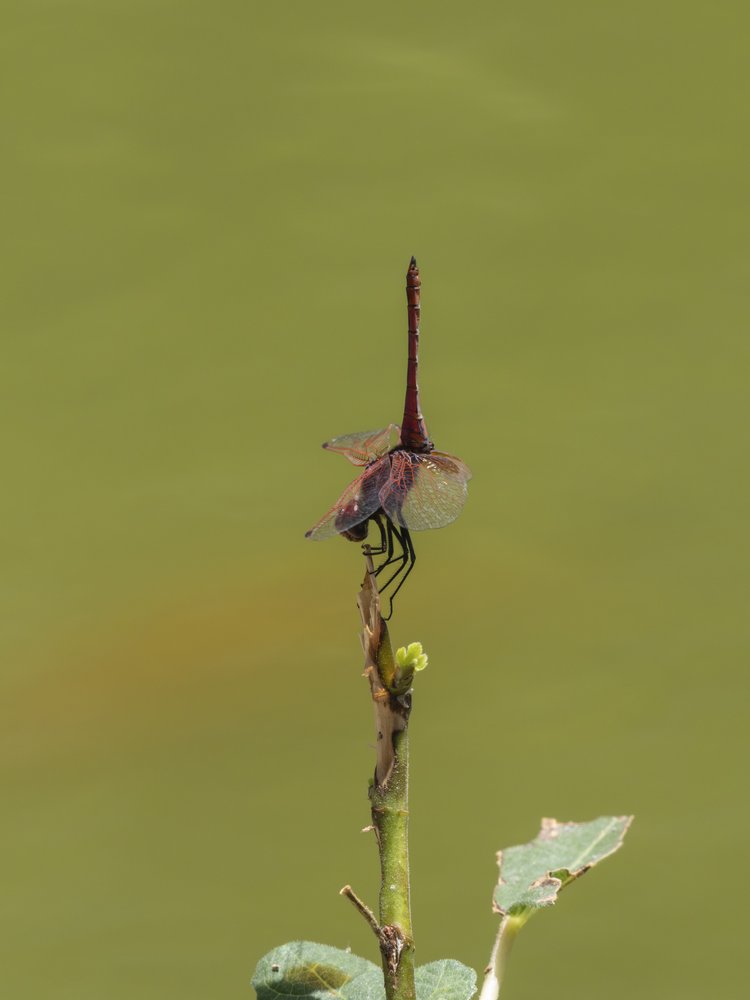 Perched Dragonfly Green