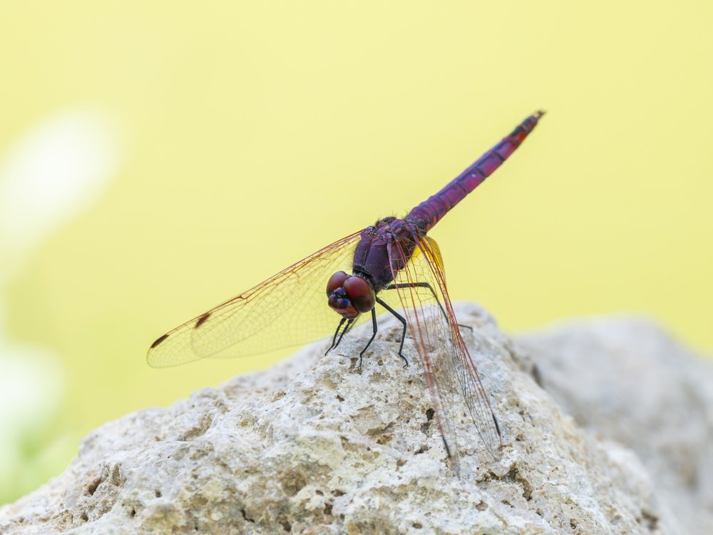 Purple Dragonfly on Rock