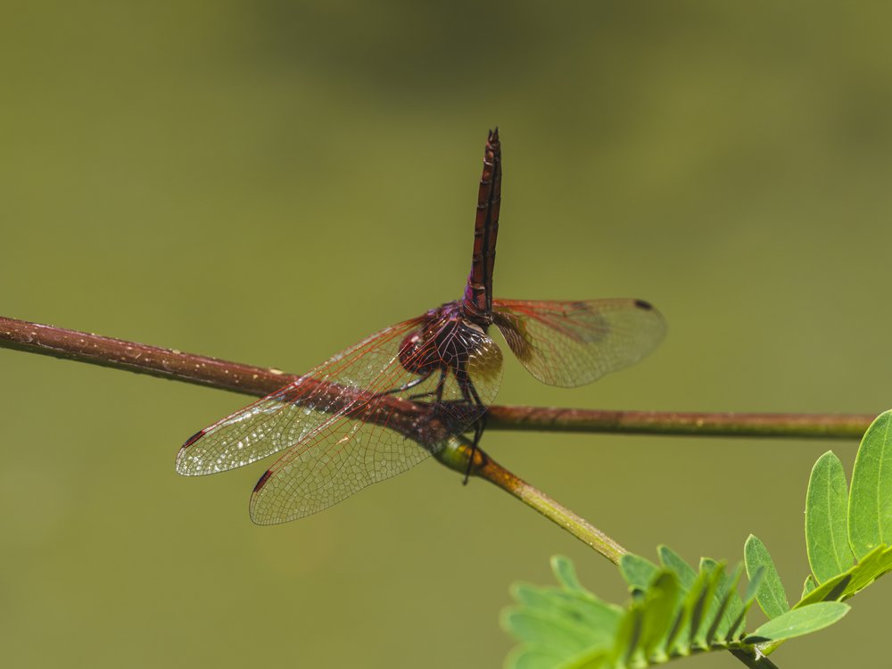 Red Dragonfly Perched