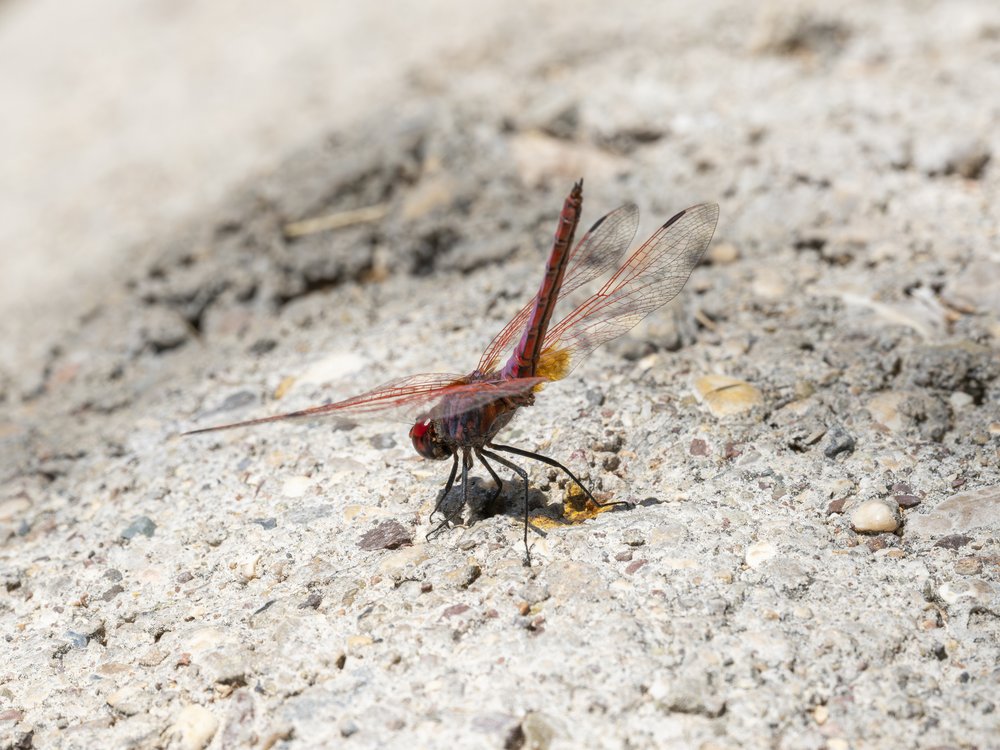 Red Dragonfly Resting
