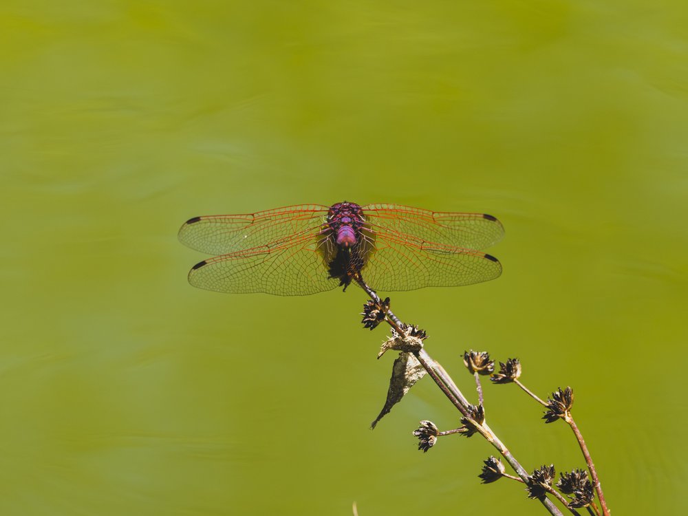 Purple Dragonfly Perched
