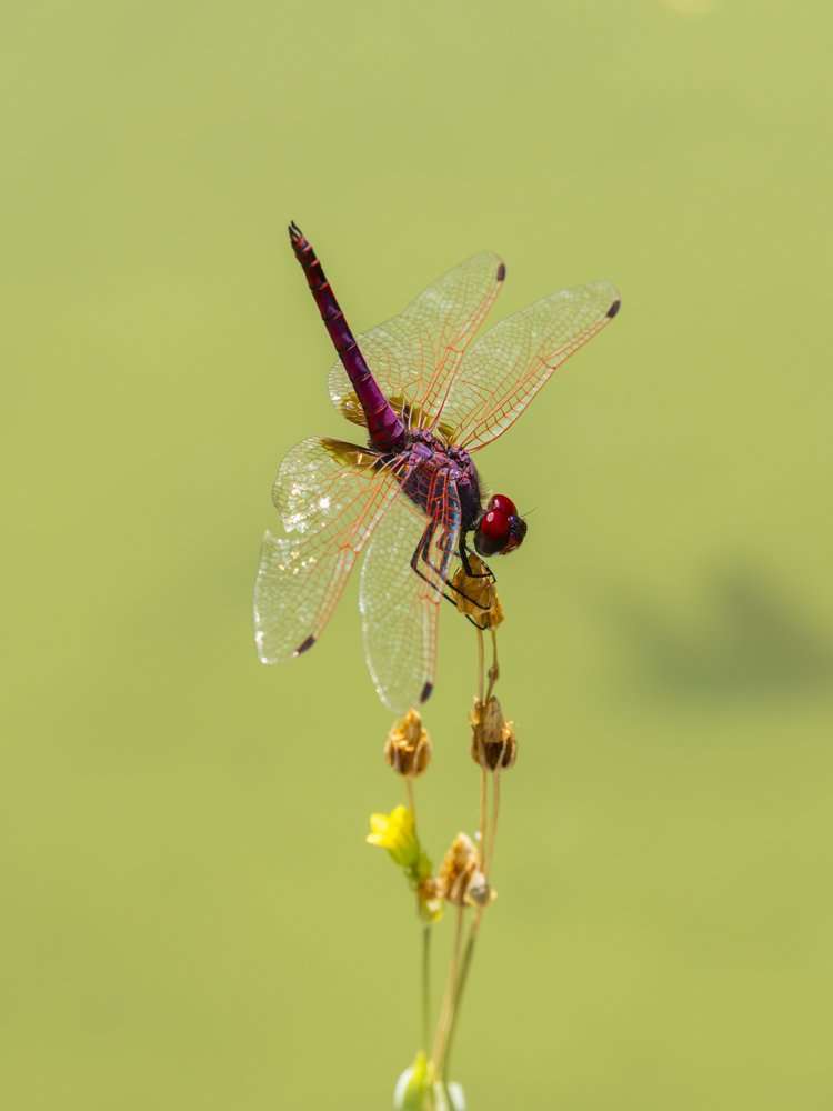 Vibrant Purple Dragonfly
