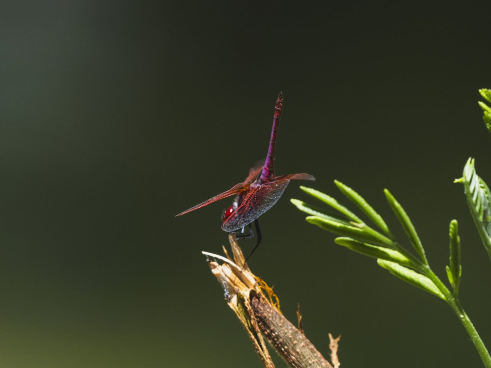 Vibrant Red Dragonfly