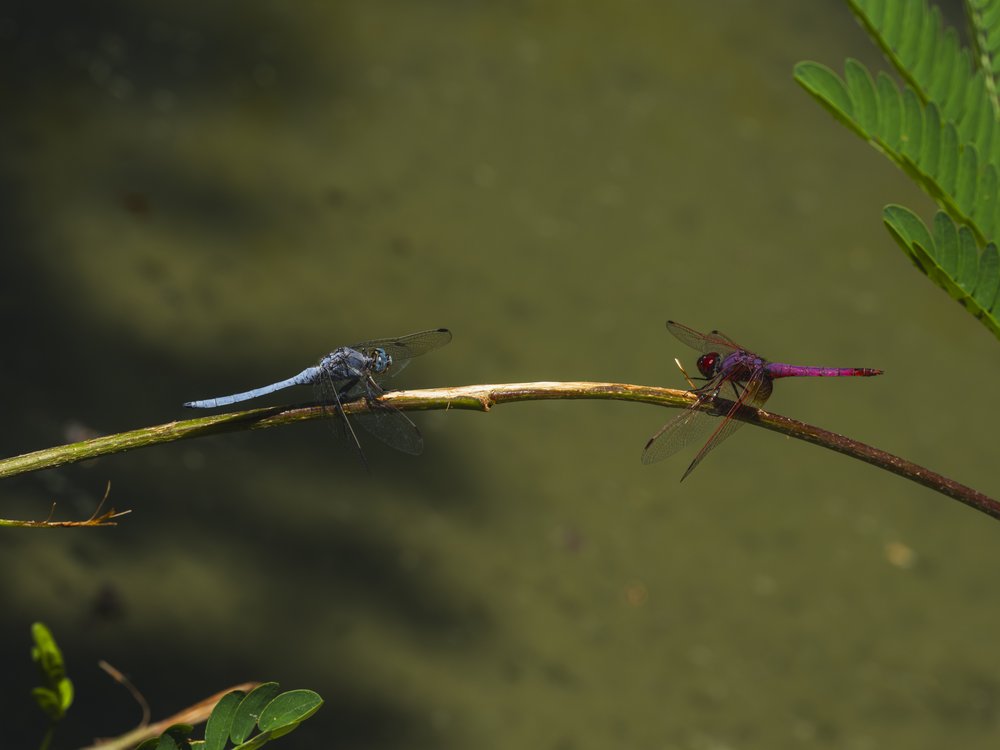 Two Colorful Dragonflies