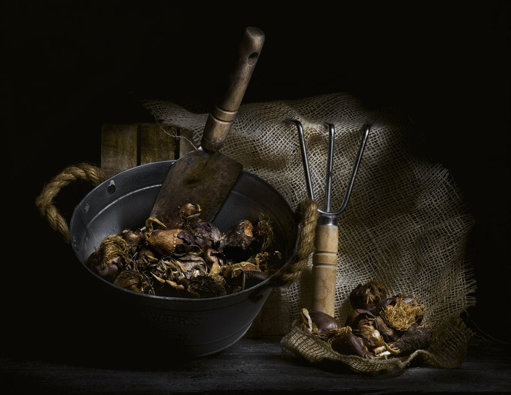 Foraged Mushrooms and Tools