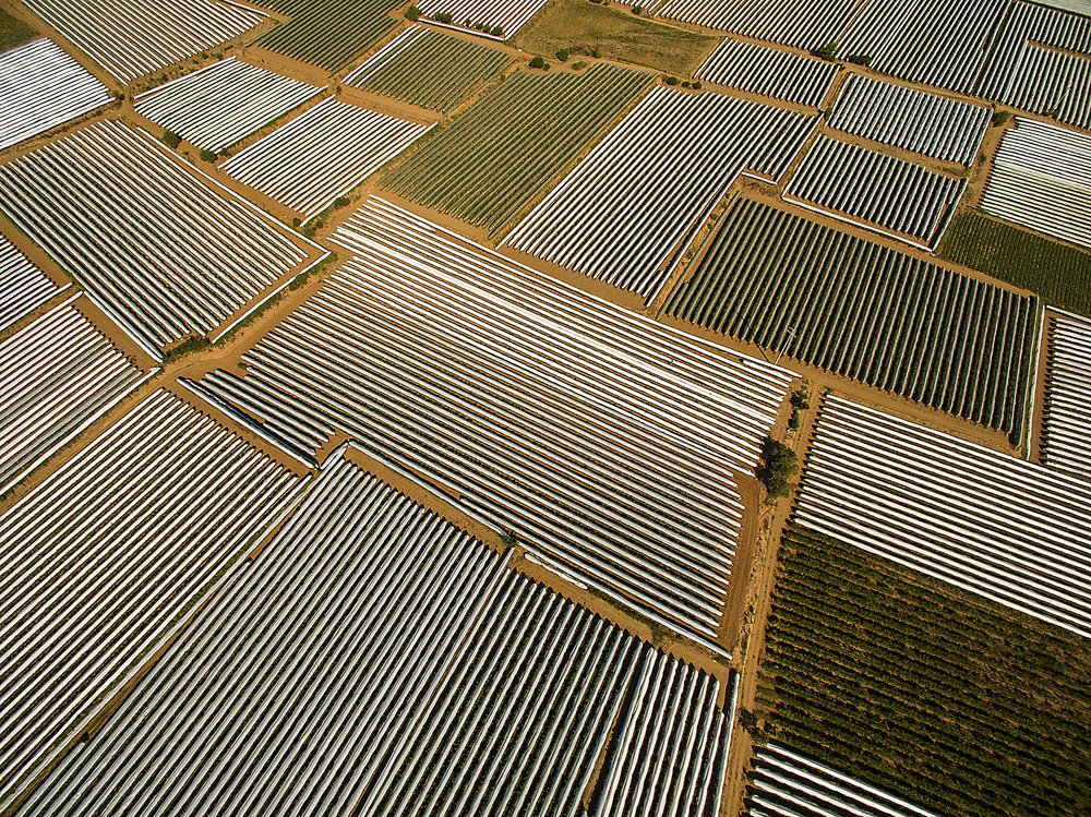 Geometric Crop Rows