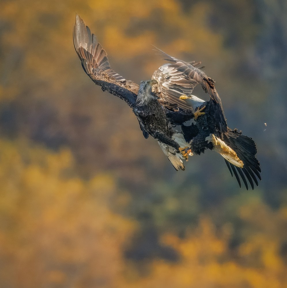 Eagles Mid Air Battle