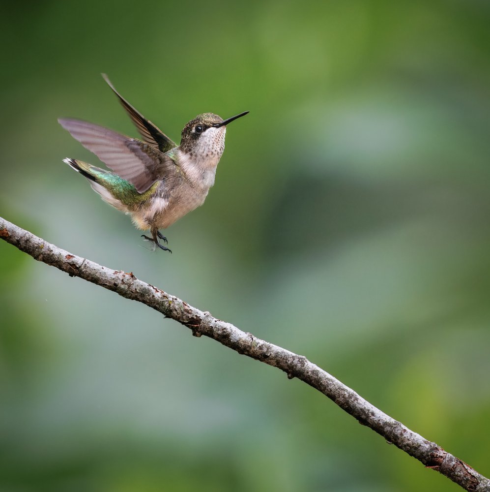 Hummingbird Taking Flight