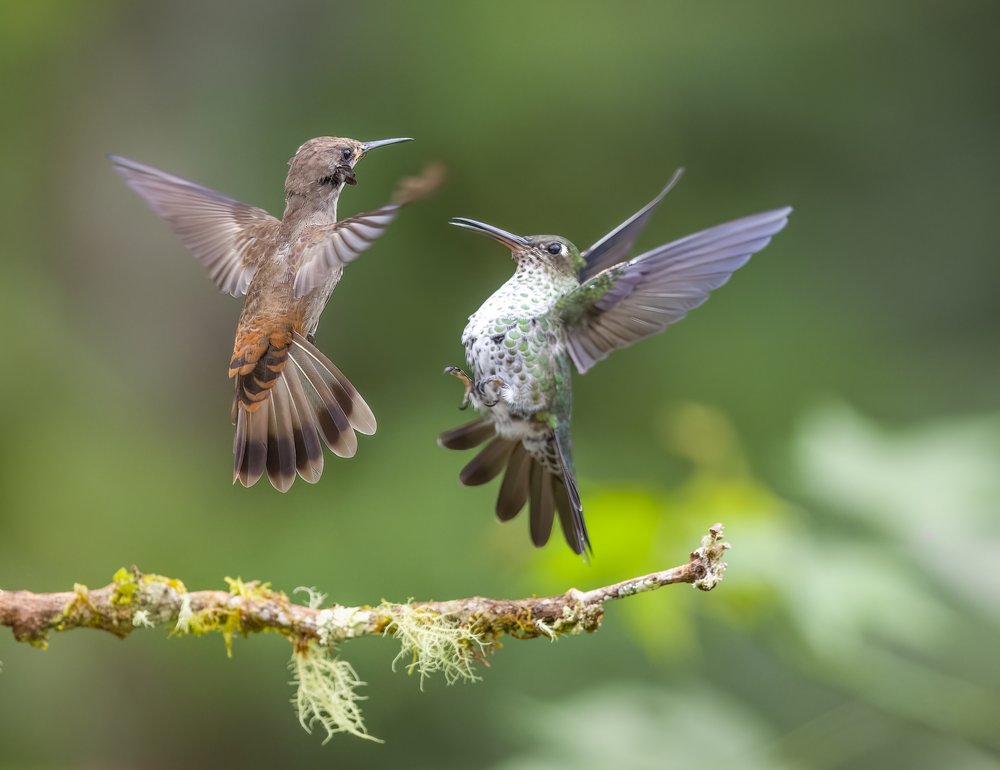 Hummingbird Midair Encounter