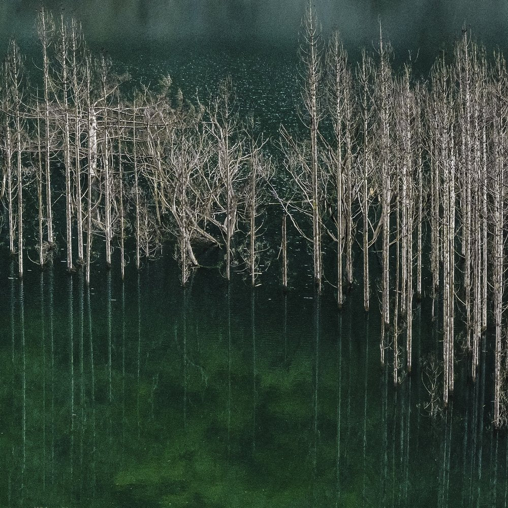 Silent Sunken Forest