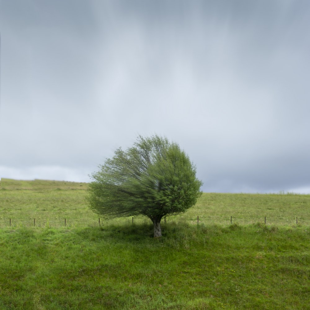 Wind Blown Tree