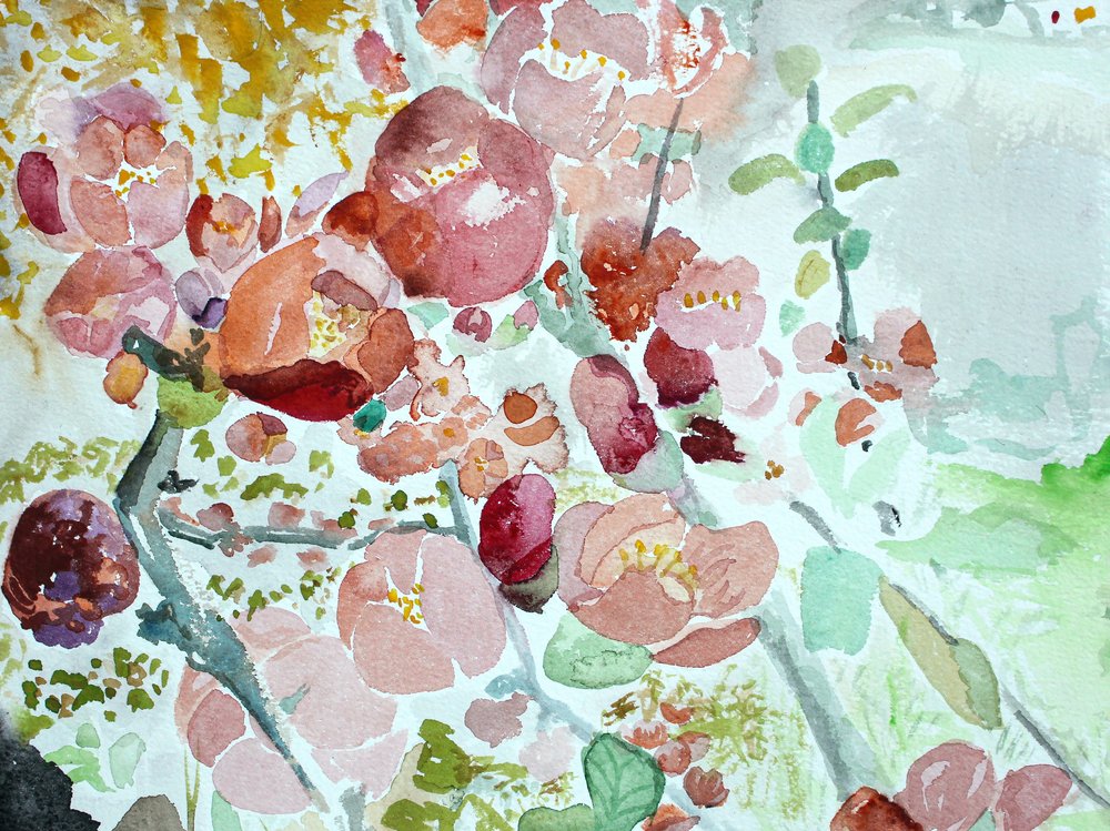 Pink Spring Blossoms