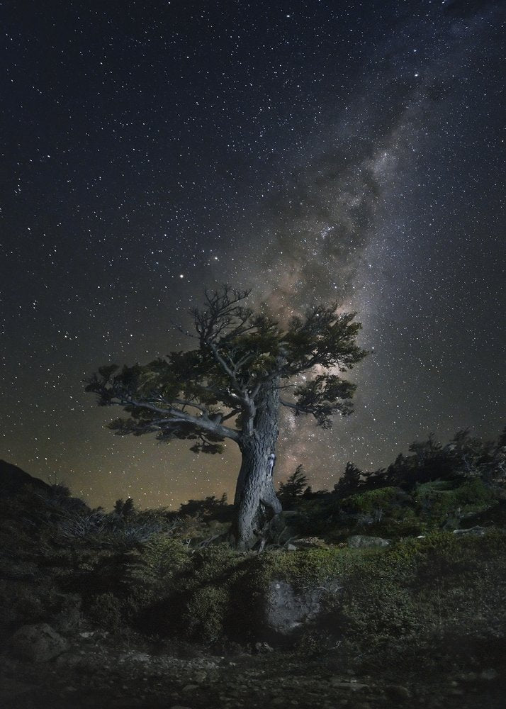Ancient Tree Night Sky