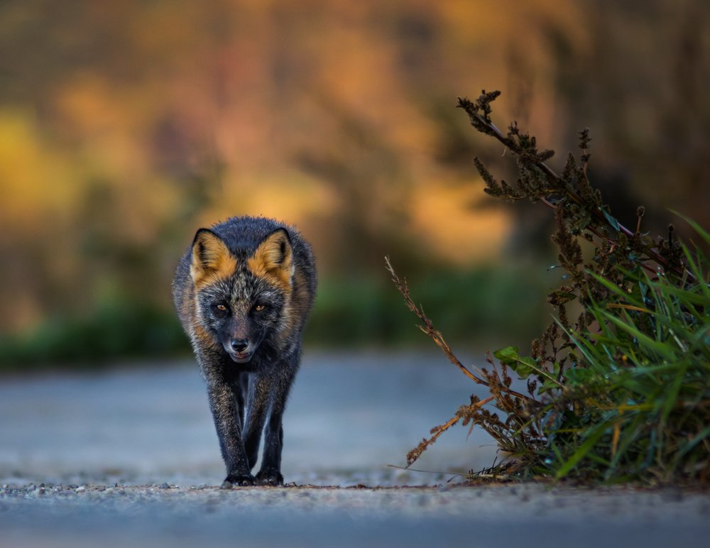 Intense Golden Fox