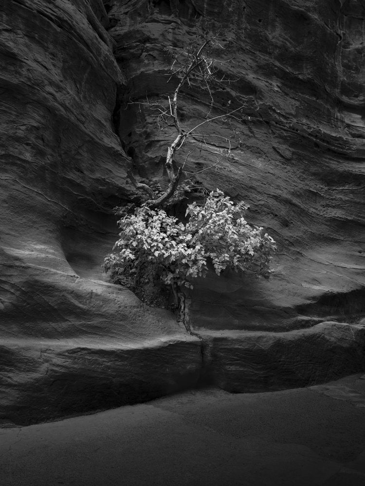 Resilient Desert Tree