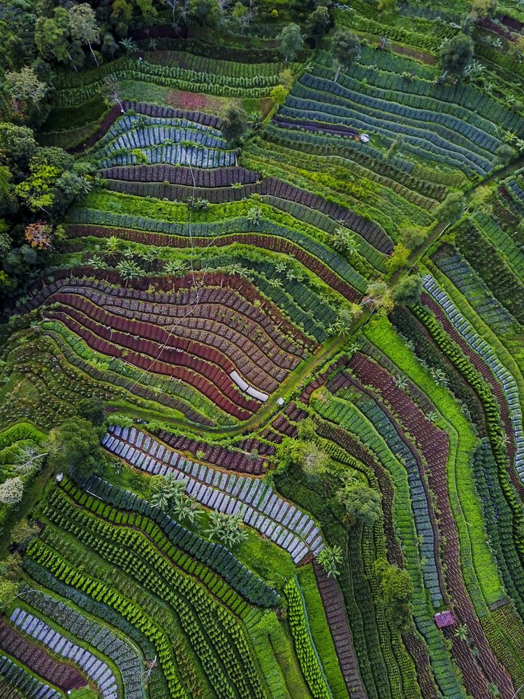 Vibrant Farm Terraces