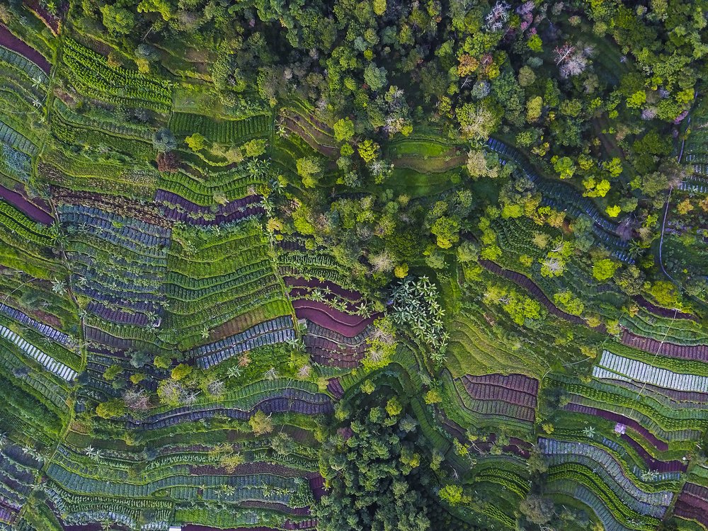 Vibrant Terraced Fields