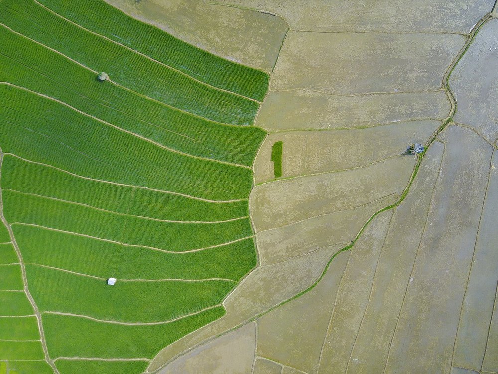 Green Paddy Field Patterns