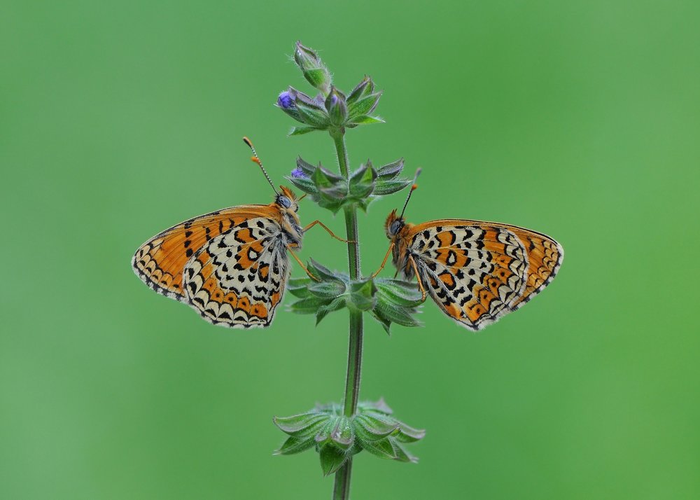 Delicate Butterflies on Bloom